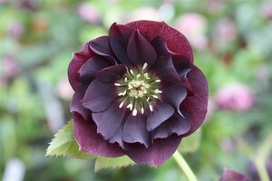 Helleborus o. 'D. Ellen Purple' geen maat specificatie 0,55L/P9cm - afbeelding 2