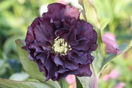 Helleborus o. 'D. Ellen Purple' geen maat specificatie 0,55L/P9cm - afbeelding 1