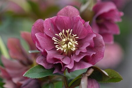 Helleborus o. 'Double Ellen Red' geen maat specificatie 0,55L/P9cm - afbeelding 2