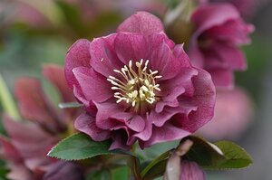 Helleborus o. 'Double Ellen Red' geen maat specificatie 0,55L/P9cm
