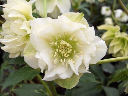 Helleborus o. 'Double Ellen White' geen maat specificatie 0,55L/P9cm - afbeelding 1