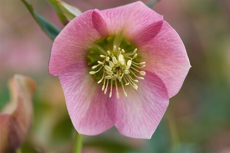 Helleborus o. 'Pretty Ellen Pink' geen maat specificatie 0,55L/P9cm - afbeelding 2