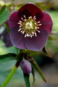 Helleborus o. 'Pretty Ellen Purple' geen maat specificatie 0,55L/P9cm - afbeelding 2