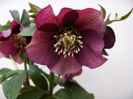 Helleborus o. 'Pretty Ellen Red' geen maat specificatie 0,55L/P9cm - afbeelding 1
