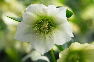 Helleborus o. 'Pretty Ellen White' geen maat specificatie 0,55L/P9cm