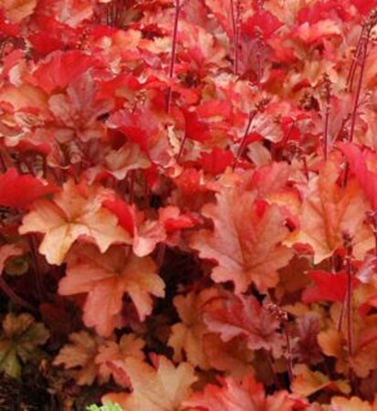 Heuchera 'Peach Flambé' geen maat specificatie 0,55L/P9cm - afbeelding 3