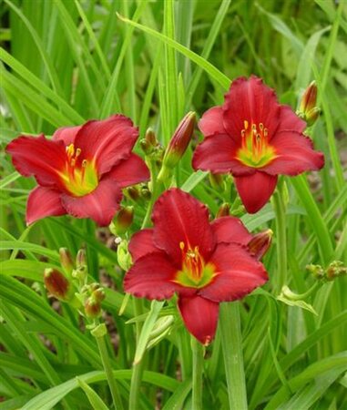 Hemerocallis 'Pardon Me' geen maat specificatie 0,55L/P9cm - afbeelding 2