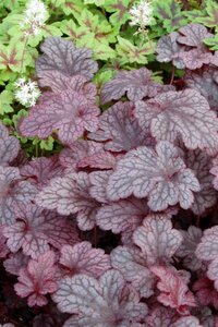Heuchera 'Plum Pudding' geen maat specificatie 0,55L/P9cm - afbeelding 5