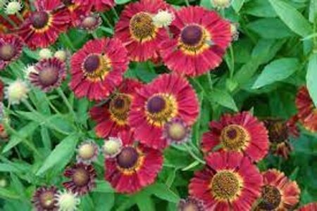 Helenium 'Salsa' geen maat specificatie 0,55L/P9cm - afbeelding 2