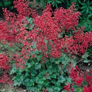 Heuchera sang. Bressingham Hybrids geen maat specificatie 0,55L/P9cm