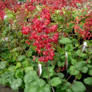 Heuchera sang. 'Ruby Bells' geen maat specificatie 0,55L/P9cm