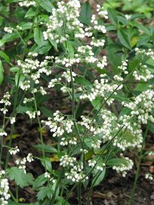 Heuchera sang. 'White Cloud' geen maat specificatie 0,55L/P9cm