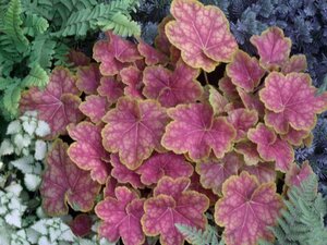 Heuchera 'Tiramisu' geen maat specificatie 0,55L/P9cm - afbeelding 1