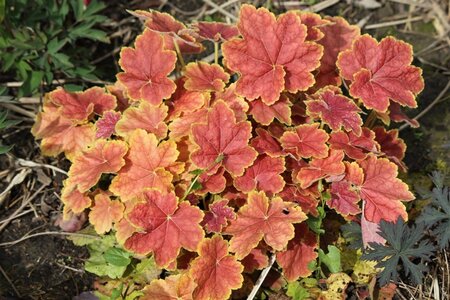 Heuchera 'Tiramisu' geen maat specificatie 0,55L/P9cm - afbeelding 2