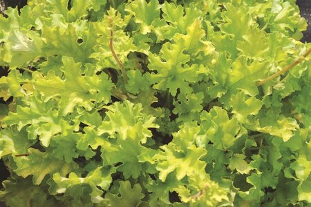 Heuchera 'Lime Marmalade' geen maat specificatie 0,55L/P9cm - afbeelding 3