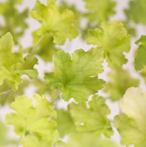 Heuchera 'Lime Marmalade' geen maat specificatie 0,55L/P9cm - afbeelding 4