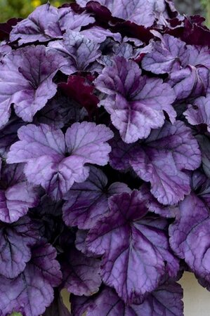 Heuchera 'Wildberry' geen maat specificatie 0,55L/P9cm - afbeelding 1