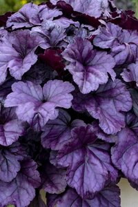 Heuchera 'Wildberry' geen maat specificatie 0,55L/P9cm - afbeelding 1
