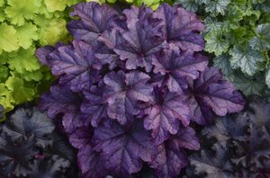 Heuchera 'Wildberry' geen maat specificatie 0,55L/P9cm - afbeelding 2