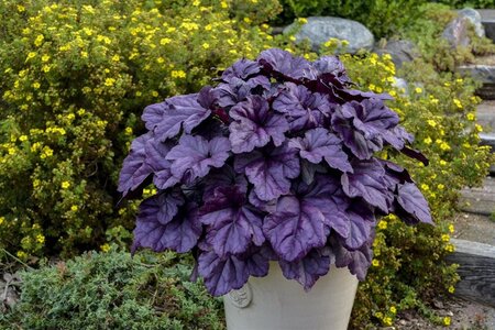 Heuchera 'Wildberry' geen maat specificatie 0,55L/P9cm - afbeelding 3