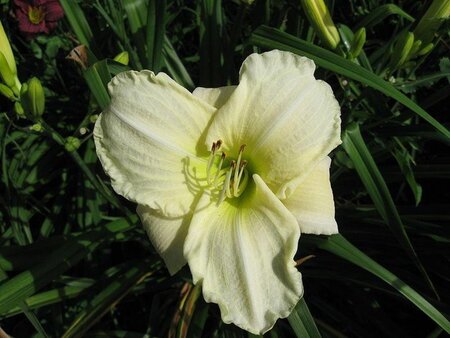 Hemerocallis 'White Temptation' geen maat specificatie 0,55L/P9cm - afbeelding 1