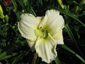 Hemerocallis 'White Temptation' geen maat specificatie 0,55L/P9cm - afbeelding 1