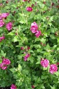 Hibiscus syr. 'Duc de Brabant' 100-125 cm met kluit - afbeelding 2