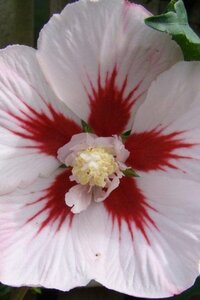 Hibiscus syr. 'Hamabo' GEEL 40-60 cm cont. 3,0L - afbeelding 3