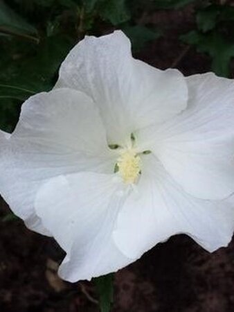 Hibiscus syr. 'Melwhite' 80-100 cm met kluit