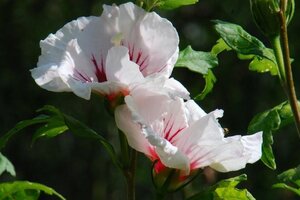 Hibiscus syr. 'Red Heart' 60-80 cm met kluit