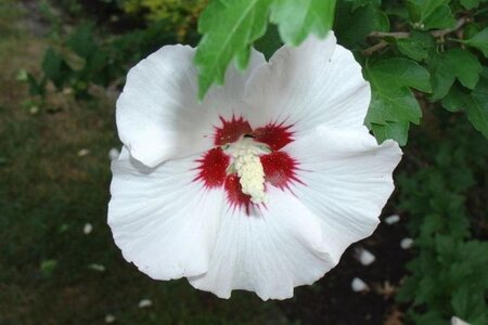 Hibiscus syr. 'Red Heart' 60-80 cm met kluit - afbeelding 3