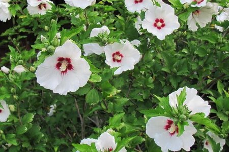 Hibiscus syr. 'Red Heart' 80-100 cm met kluit - afbeelding 2