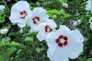 Hibiscus syr. 'Red Heart' 80-100 cm met kluit - afbeelding 4