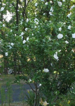 Hibiscus syr. White Chiffon 40-60 cm met kluit - afbeelding 2