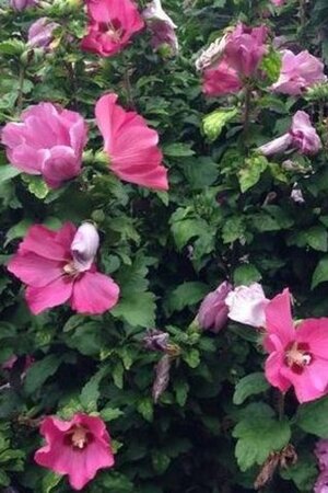 Hibiscus syr. 'Woodbridge' ROZE 80-100 cm met kluit - afbeelding 1