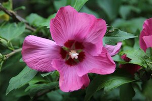 Hibiscus syr. 'Woodbridge' ROZE 80-100 cm met kluit - afbeelding 3