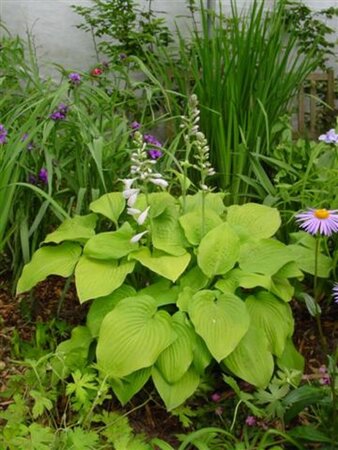 Hosta 'August Moon' geen maat specificatie 0,55L/P9cm - afbeelding 2