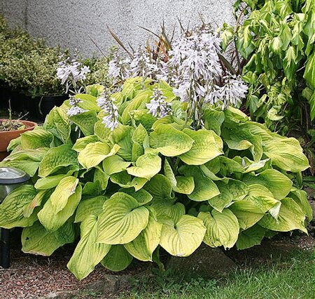 Hosta 'August Moon' geen maat specificatie 0,55L/P9cm - afbeelding 3