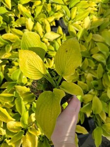 Hosta 'August Moon' geen maat specificatie 0,55L/P9cm - afbeelding 4