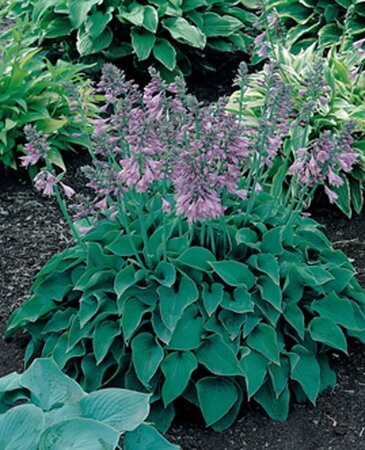 Hosta 'Blue Cadet' geen maat specificatie 0,55L/P9cm - afbeelding 2
