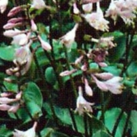 Hosta 'Blue Cadet' geen maat specificatie 0,55L/P9cm - afbeelding 3