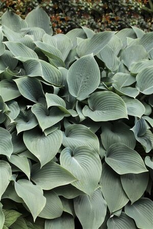 Hosta 'Blue Cadet' geen maat specificatie 0,55L/P9cm - afbeelding 1