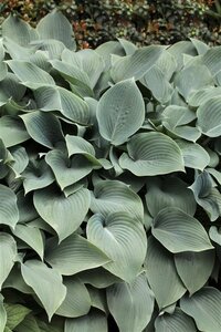 Hosta 'Blue Cadet' geen maat specificatie 0,55L/P9cm - afbeelding 1