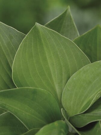 Hosta 'Blue Cadet' geen maat specificatie 0,55L/P9cm - afbeelding 4
