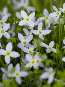 Houstonia caer. 'Millard's Variety' geen maat specificatie 0,55L/P9cm - afbeelding 2
