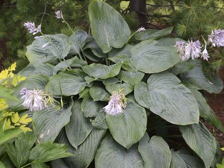 Hosta 'Empress Wu' geen maat specificatie 0,55L/P9cm - afbeelding 1