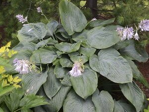 Hosta 'Empress Wu' geen maat specificatie 0,55L/P9cm