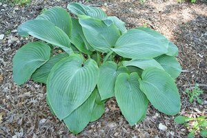 Hosta 'Empress Wu' geen maat specificatie 0,55L/P9cm - afbeelding 2