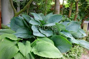 Hosta 'Empress Wu' geen maat specificatie 0,55L/P9cm - afbeelding 3