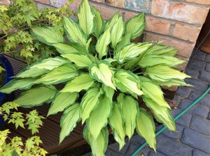 Hosta 'Fortunei Albopicta' geen maat specificatie 0,55L/P9cm - afbeelding 4